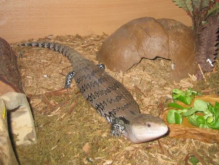 My pet Georgy (blue-tongued skink) represents me as the fan.